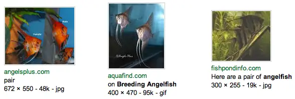Angel Breeding Program